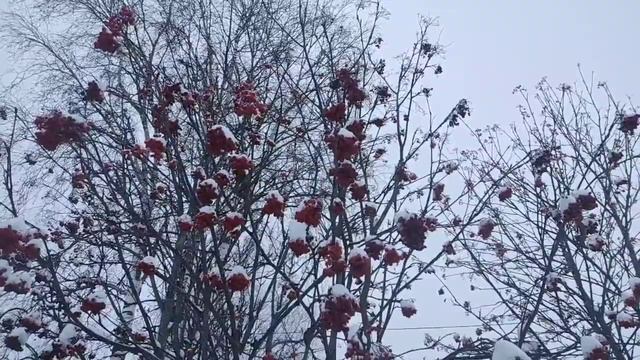 Перовы! // Что творится! // Хуже уже некуда// Обзор видео// смотреть онлайн
