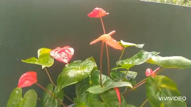 Beauty of the Anthurium смотреть онлайн