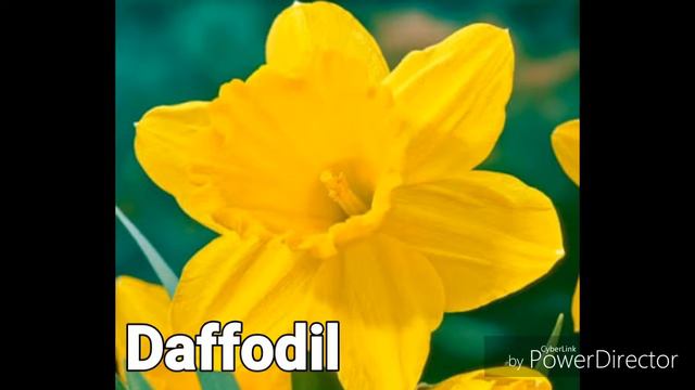 Name of the flowers in English। फुलों के नाम смотреть онлайн