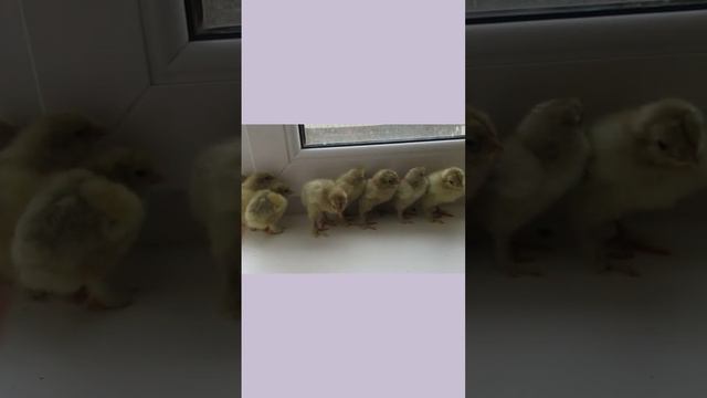 Отряд брама изабелла #дарьиндвор смотреть онлайн