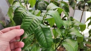 Бергамот Кастаньяро