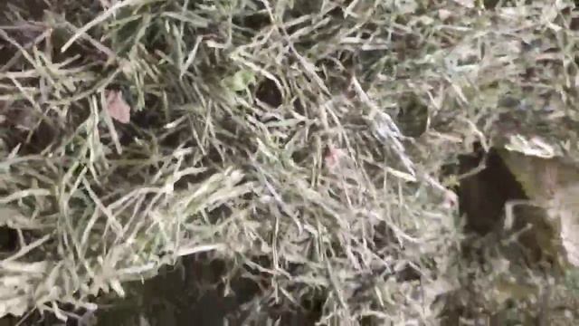 Equisetum Herbs Dried / Хвощ Трава смотреть онлайн