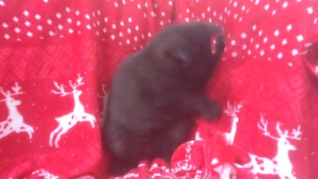 Британский шоколадный котёнок в British House смотреть онлайн