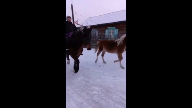 Самая красивая лошадь смотреть онлайн