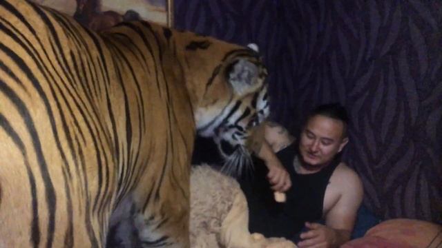 тигры пришли домой смотреть онлайн