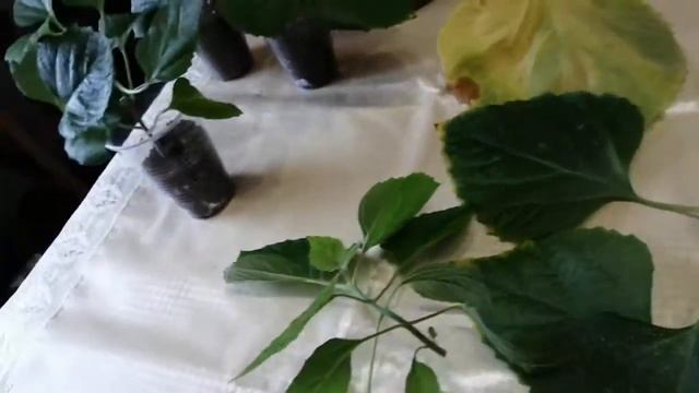 Клеродендрум Филиппинский. Обрезка и укорененние. смотреть онлайн