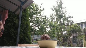 ШАШЛЫКИ НА ДАЧЕ ???