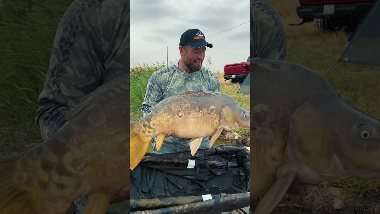 Попался красавец !!! Мощный водоём с мощными рыбами !!! смотреть онлайн