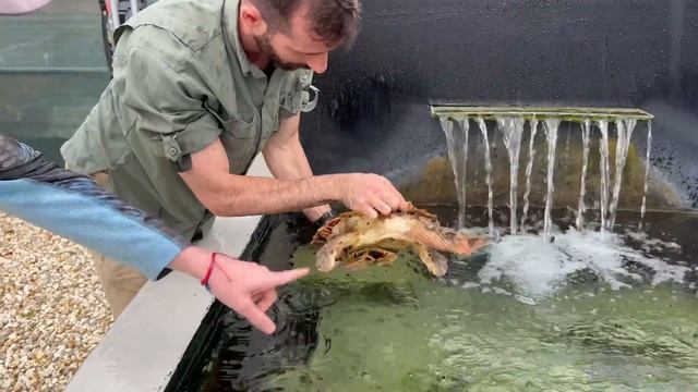 I Bought the World’s RAREST Aquarium Fish! смотреть онлайн