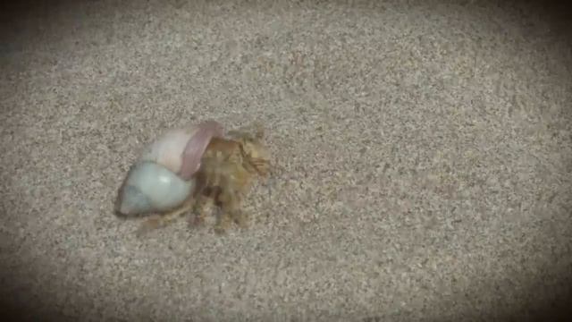 Краб-отшельник