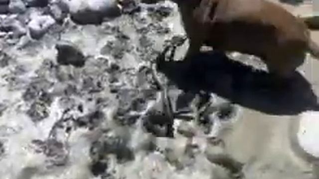 Такса атакует !!!!!!