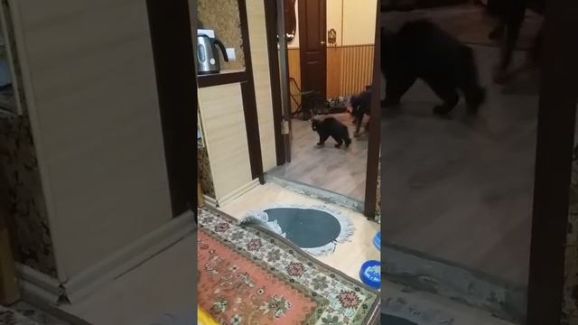 Бесстрашный кот смотреть онлайн