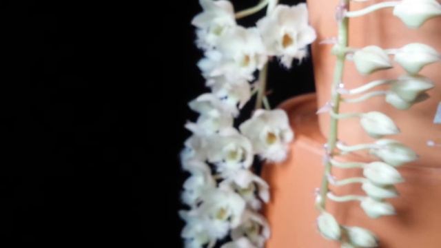 Clowesia Grace Dunn ' Looking Glass ' in bloom :) смотреть онлайн