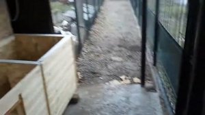 Будка для кане корсо с тамбуром