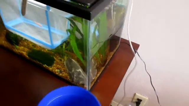 New Shrimp- Black Rose Shrimp Update (late Nov.) смотреть онлайн
