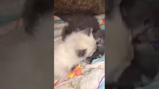 Первый раз, когда я увидела у котят глаза такого цвета. смотреть онлайн