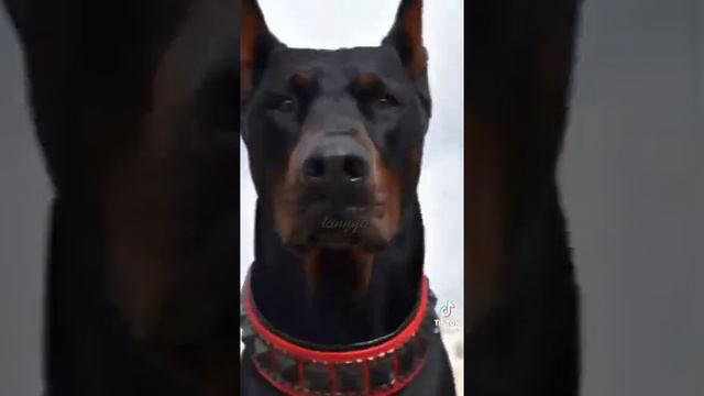 Эдиты Доберманы смотреть онлайн