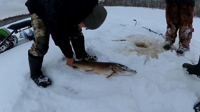 ЩУКА ВЕСОМ 6,5 КГ, В СОТУЮ ЛУНКУ, ДА ЛАДНО...\ РЫБАЛКА НА ЖЕРЛИЦЫ\ МЕРТВЫЕ ПРОТИВ ЖИВЫХ\ ЖОР ЩУКИ!! смотреть онлайн