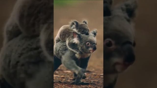 Почему коалы едят только эвкалипт?? #Shorts #Шортс смотреть онлайн