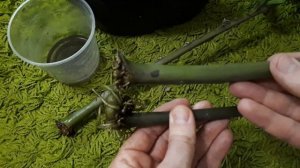 ТРИ ПРАВИЛА укоренения ЗАМИОКУЛЬКАСА. Размножение замиокулькаса листом