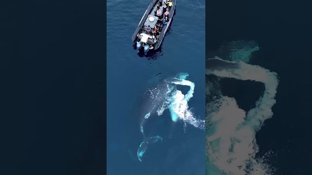 Китовое шоу