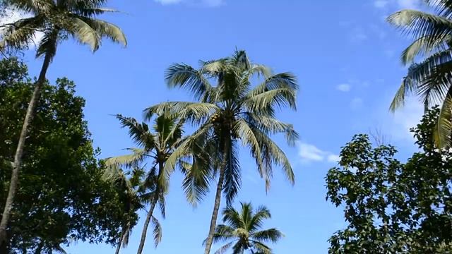Nikon D5200 With 18-55 VR II lens zoom test & Timelapse video Sample смотреть онлайн