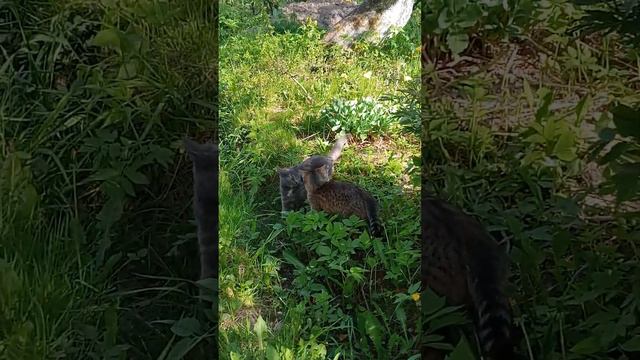 что они хотели сделать смотреть онлайн