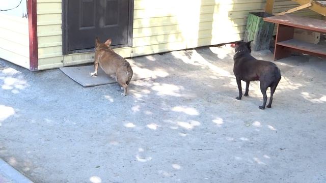 Собаки скулят, просят мяса смотреть онлайн