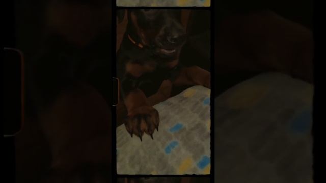 интересные факты о доберманах) моё первое видео смотреть онлайн