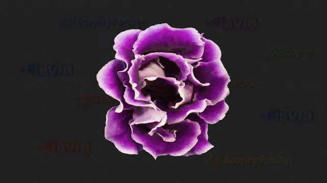 Fva20321 P03ma3 12sn FED 大岩桐 Gloxinia 紫白色花+T смотреть онлайн