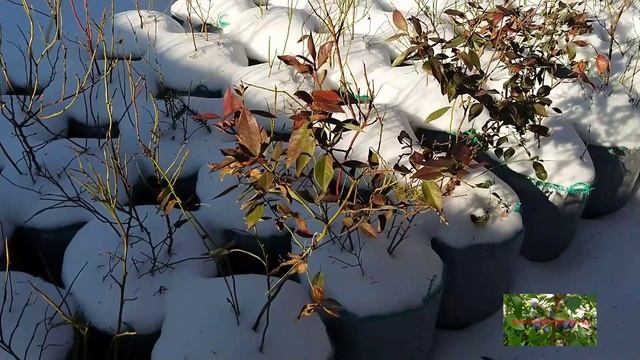 Как зимует голубика в Звенигороде? Почём саженцы в будущем сезоне? смотреть онлайн