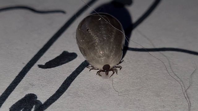 СтройМания