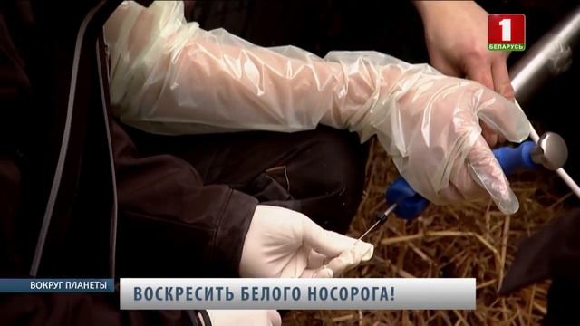Ученые воскресят белых носорогов. Вокруг планеты смотреть онлайн