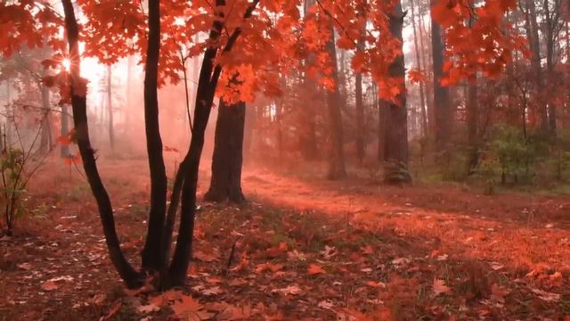 Hermosa Música Relajante: Música de Violín, Piano, Violonchelo y de la Guitarra ☼12 смотреть онлайн