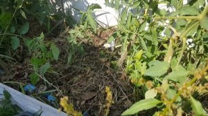 Томат Жорик-обжорик =  сезон 2021