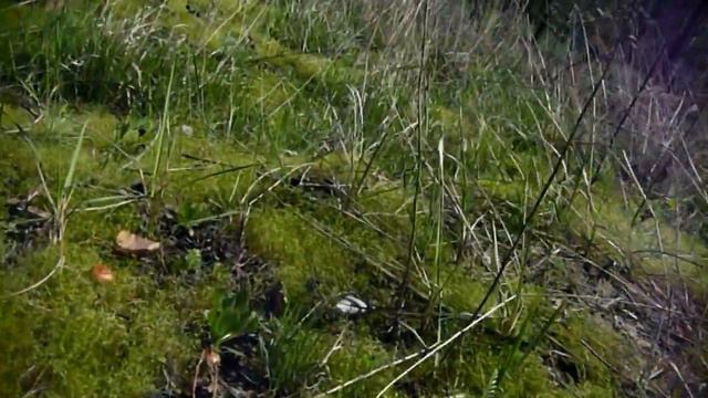 Весна на Сортировке смотреть онлайн