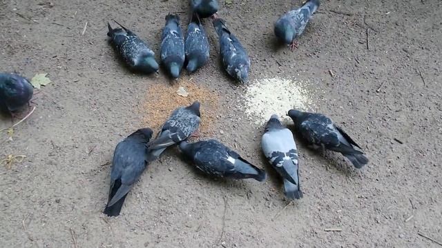 Пытался выяснить, что голубям больше нравится гречка или перловка смотреть онлайн