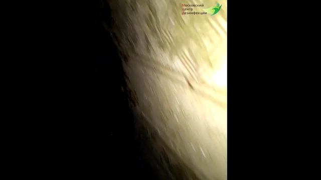 Осмотр проблемной квартиры с большой зараженностью тараканами в Москве | Фумигация | Дезинсекция смотреть онлайн