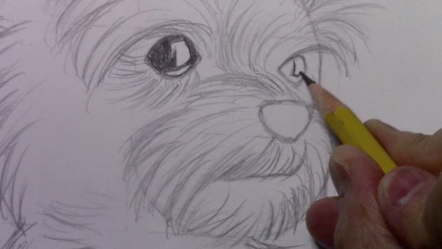 How to Draw a Dog: Yorkshire Terrier смотреть онлайн