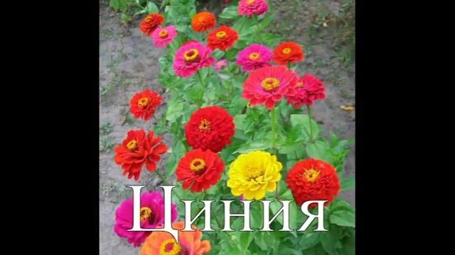 Выбор цветов для сада. Идеи для сада смотреть онлайн