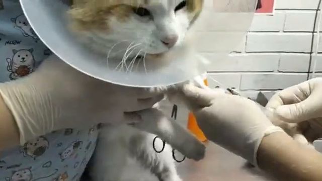 И животные бояться сдавать кровь смотреть онлайн