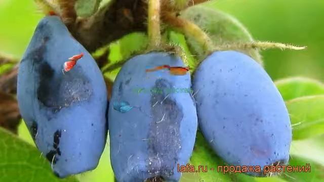 Жимолость съедобная Виола (lonicera edulis viola) ? Виола обзор: как сажать, саженцы жимолости Виол смотреть онлайн