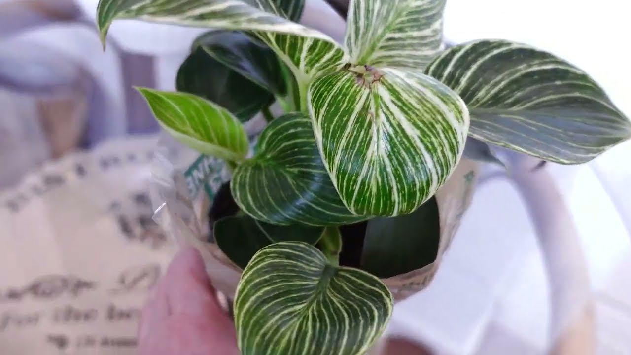 Влог/Купила себе Биркин, аж 3 штуки, и это не сумка@SubTatiana смотреть онлайн