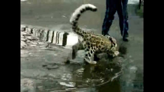 Кошка ашера гуляет по луже Ashera cat walks through a puddle Юмор! Прикол! Смех смотреть онлайн