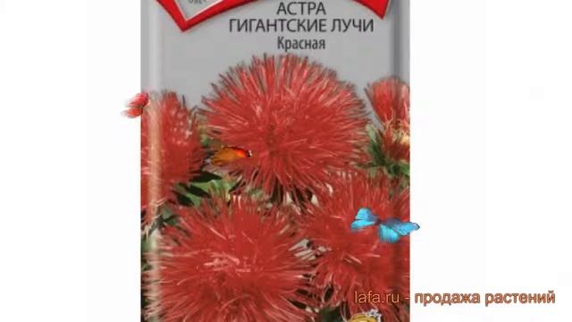 Астра гигантский Красная (krasnaya) ? астра Красная обзор: как сажать семена астры Красная смотреть онлайн