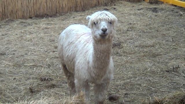 Альпака парк смотреть онлайн