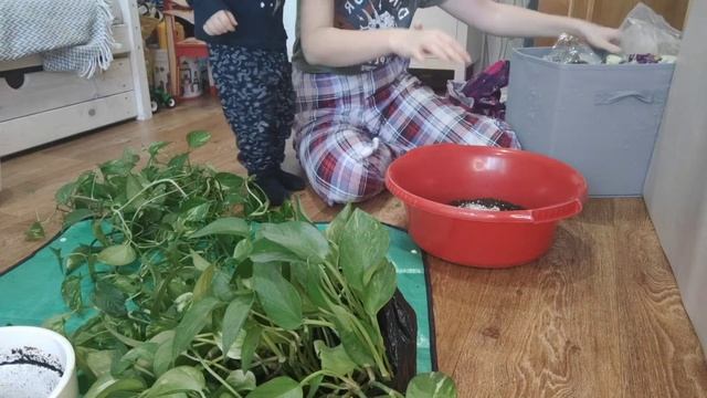 Уход за большим СЦИНДАПСУСОМ/Пересадка и душ для растения ? смотреть онлайн