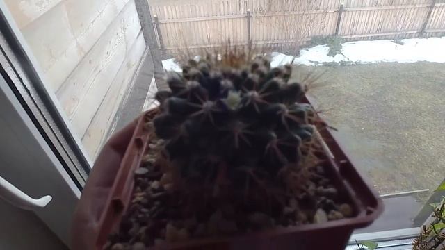 КАКТУС ЗАЦВЕЛ! 09.04.21 смотреть онлайн