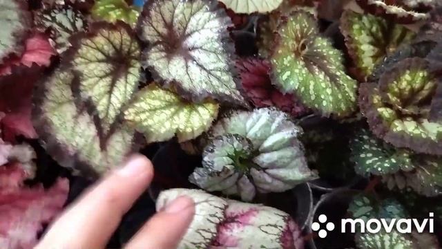 Весна ! Обзор сеянцев .Поливаю . смотреть онлайн