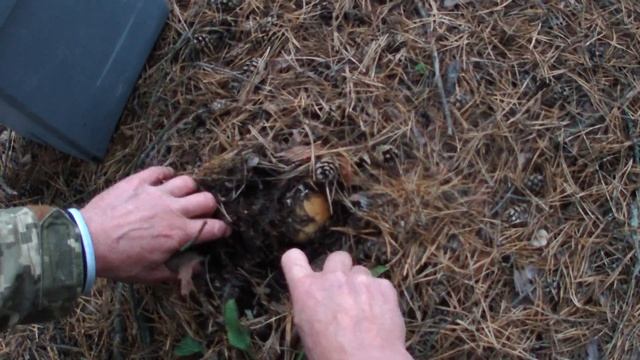 Трудовые белые грибы ! смотреть онлайн